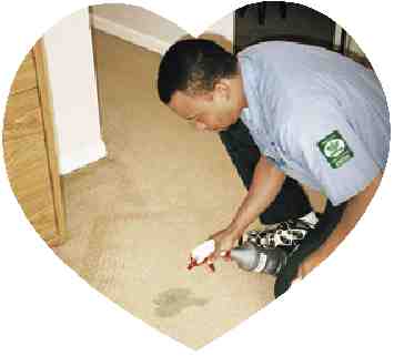 Pet Stain Removal